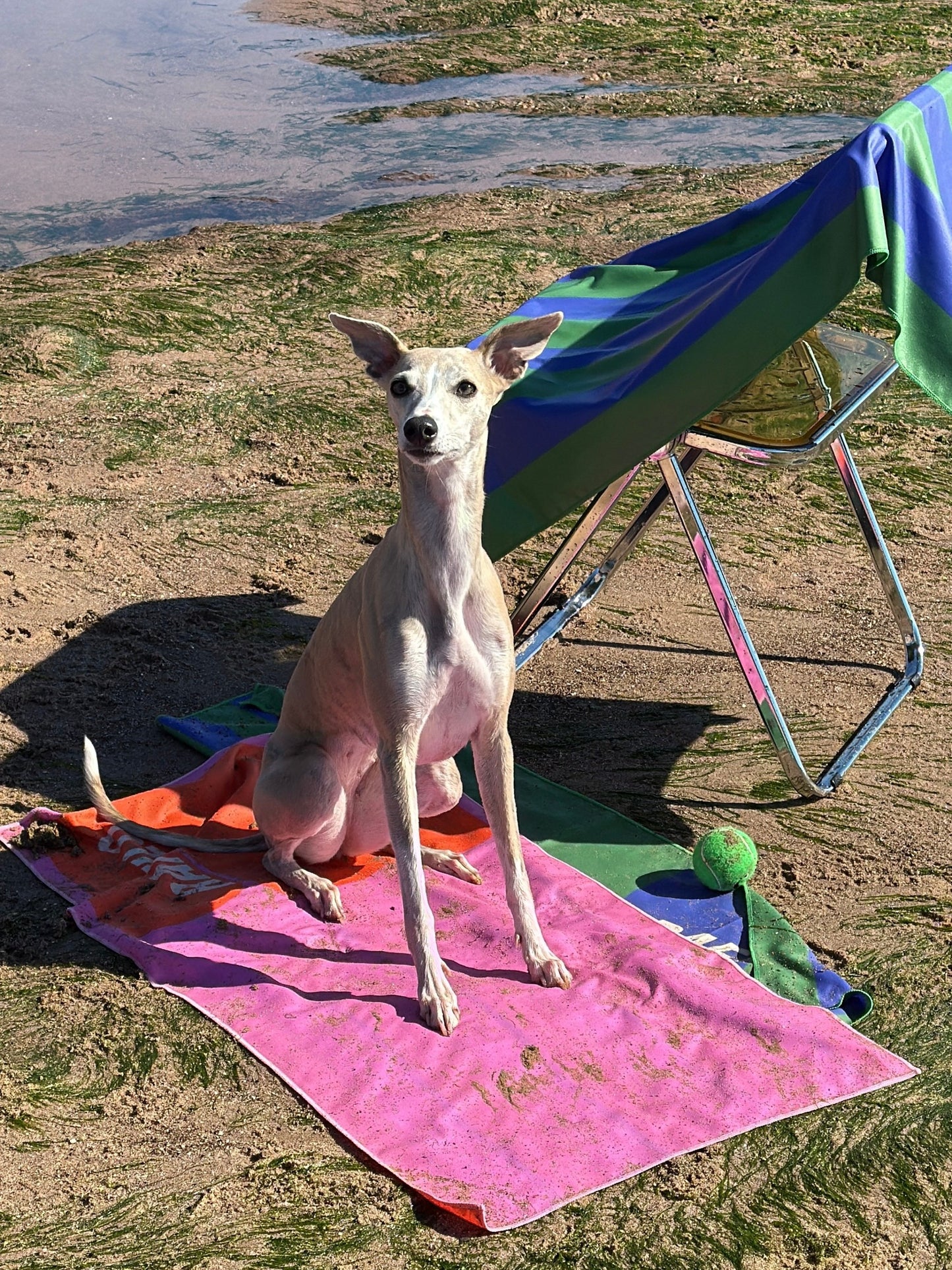 Companion Beach Towels - Sand Free & Quick Dry