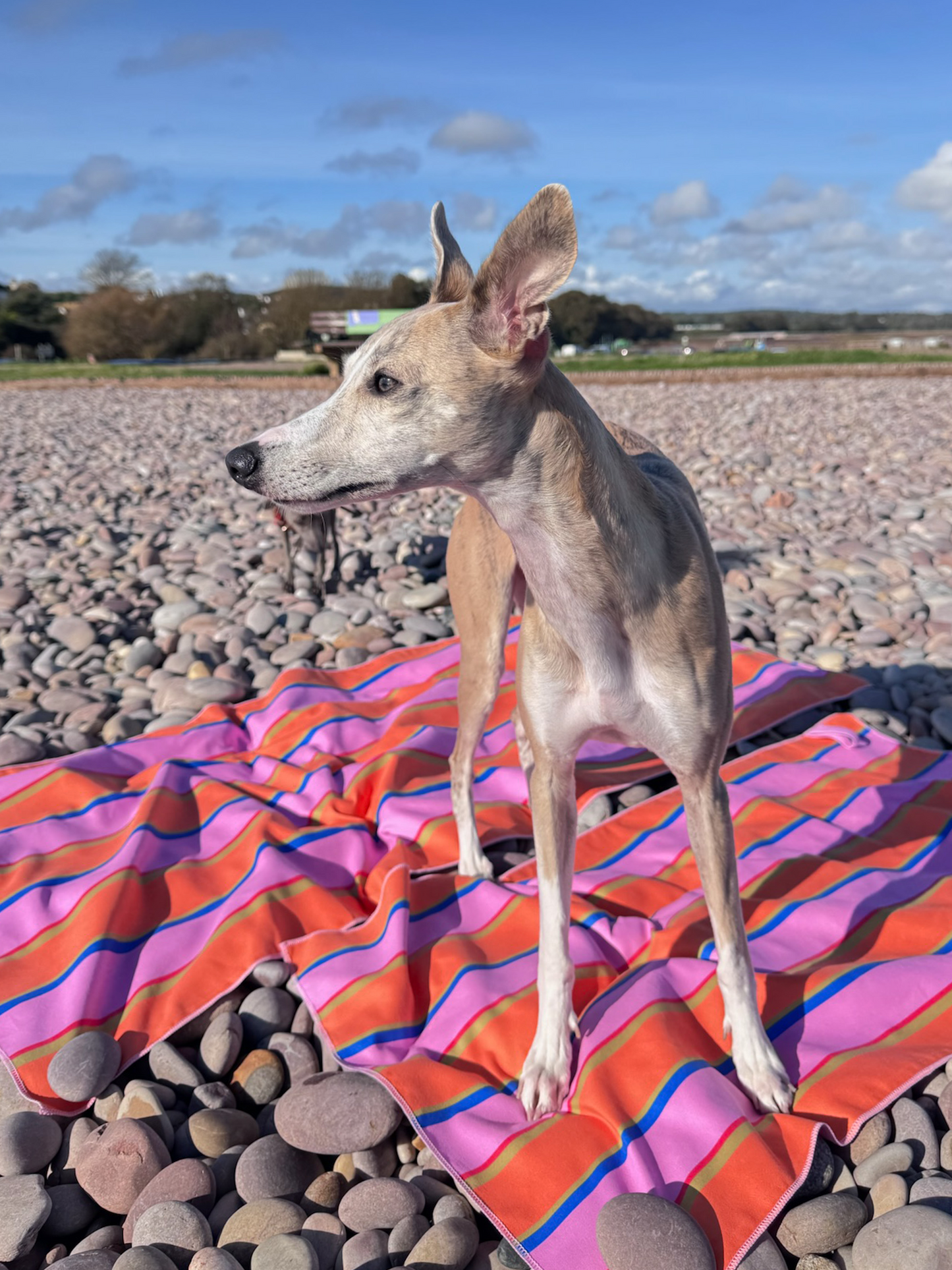 Whippet standing on Raffilo Companion Beach Towels, large and small sizes, perfect for dogs.