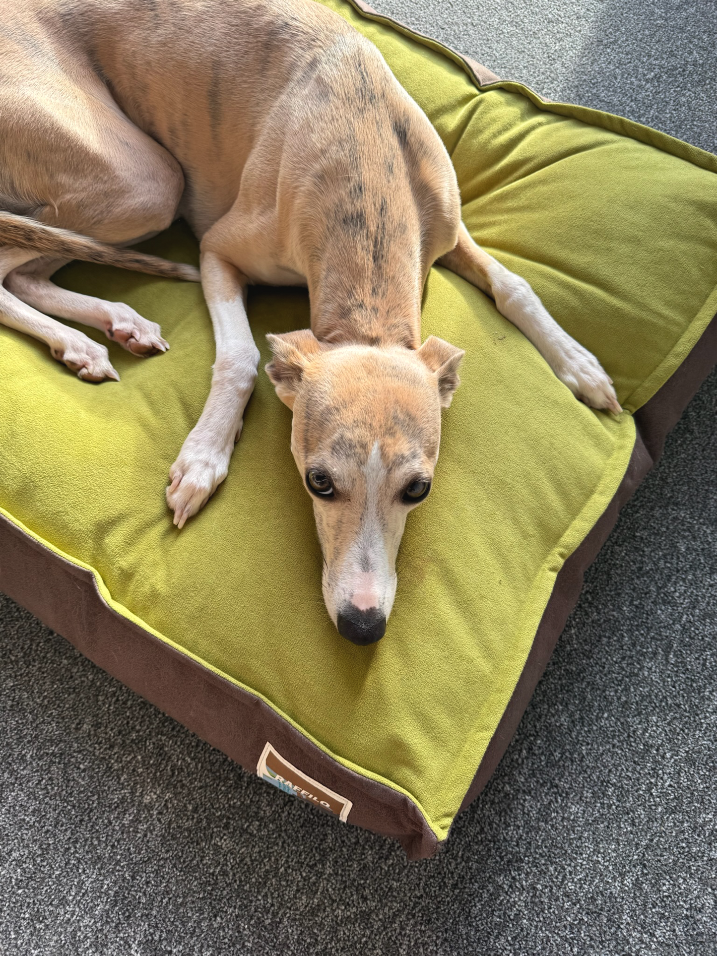 Whippet relaxing on Raffilo luxury dog bed, washable dog bed for winter warmth and comfort